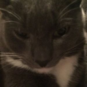 Meet your Posher, Quincy